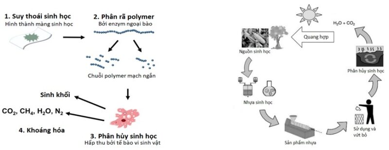 Quá trình phân hủy sinh học