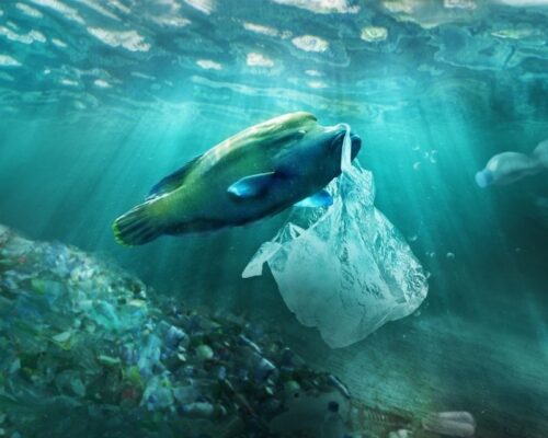 Rác thải gây nguy hại đại dương